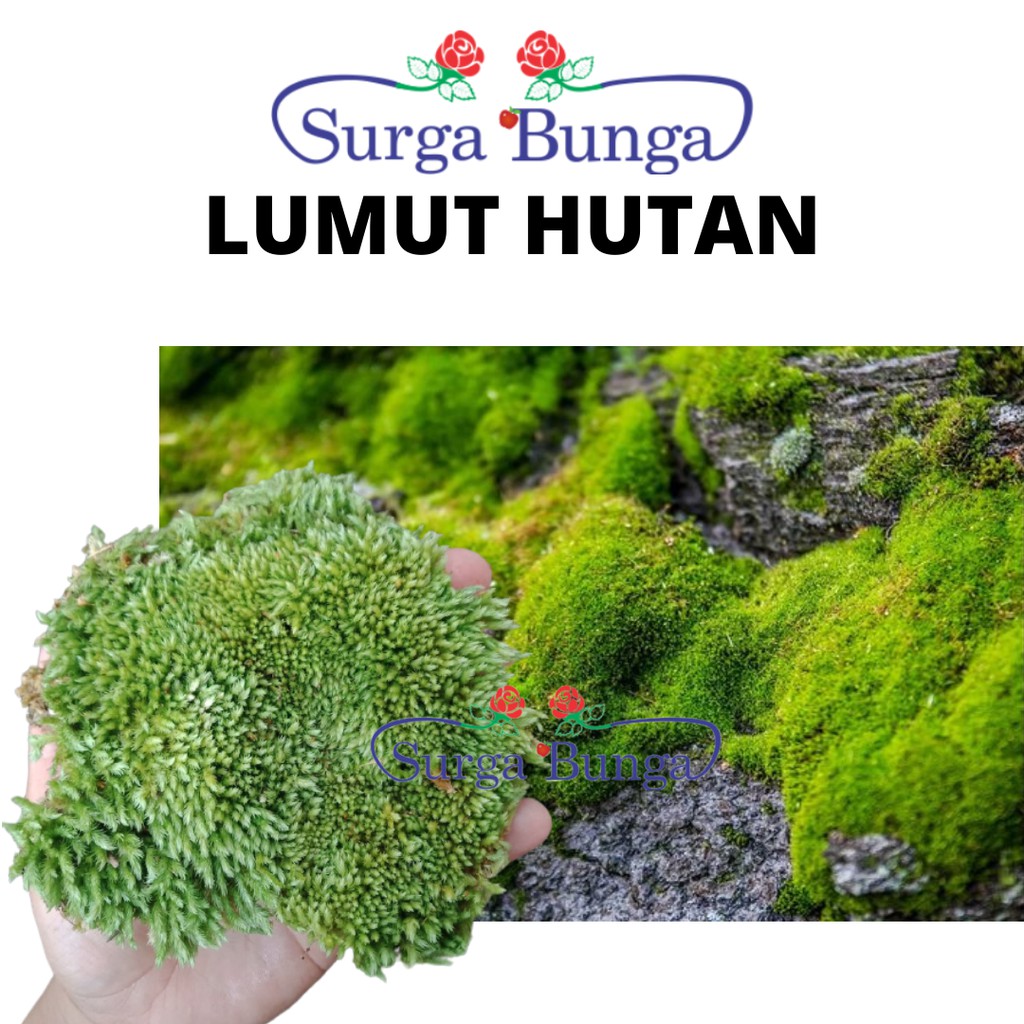 Media Tanam Lumut Hidup - Moss Forest - Lumut Hutan 2,5kg bergaransi