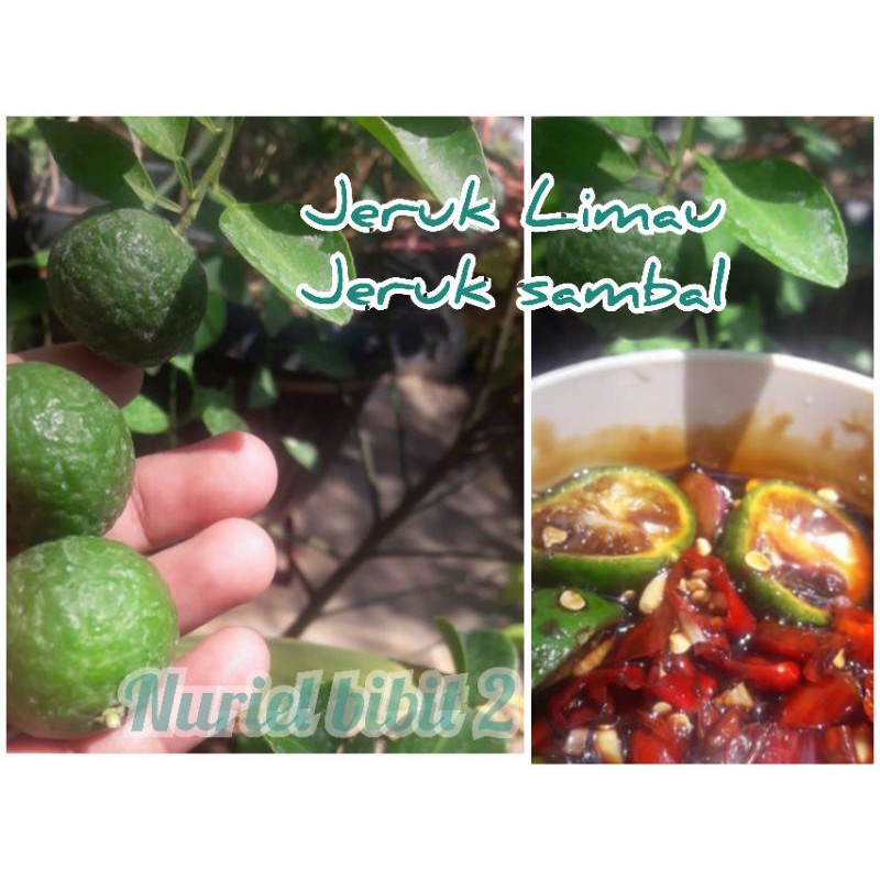 

jeruk limau jeruk sambal kondisi berbuah