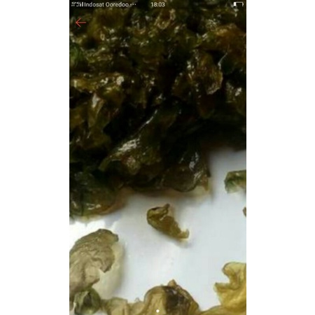 

jamur lumut/silo isi 500germ