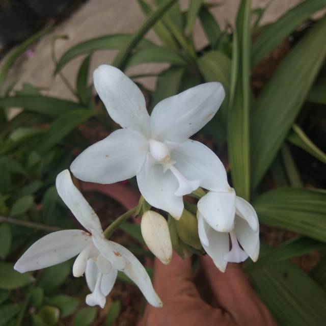 Anggrek tanah putih mini