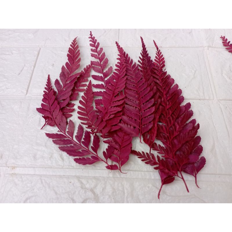 DAUN PAKIS KERING / PRESSED LEATHER LEAVES WARNA Pink Hijau Ungu