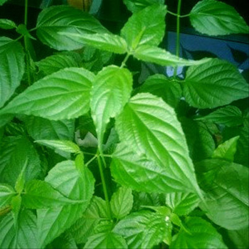

TERMURAH! Daun Dandang Gendis Per Helai
