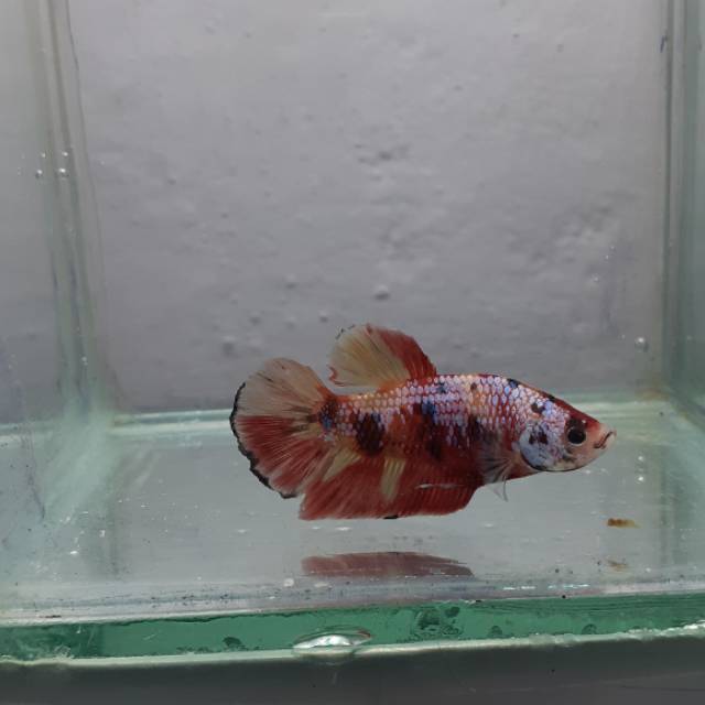 betta cupang hias
