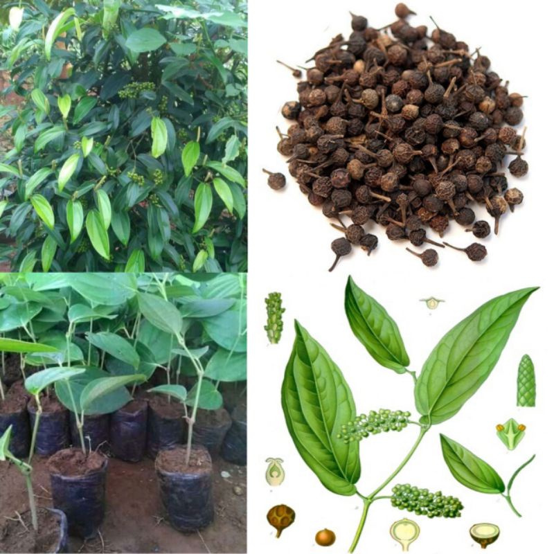 Bibit hidup tanaman kemukus | tanaman rinu