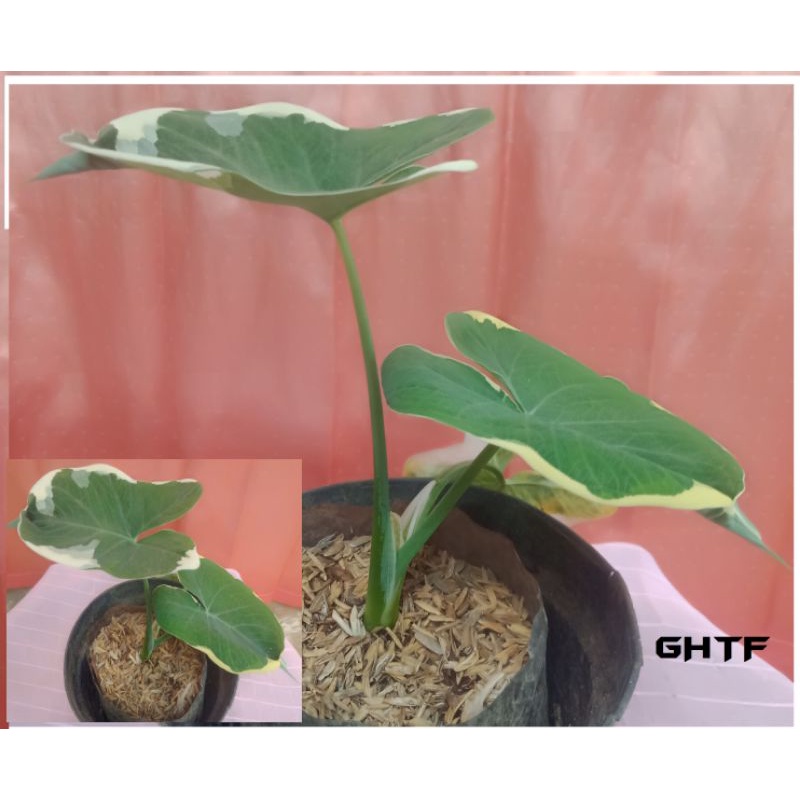 Keladi tikus/keladi kantong Semar varigata