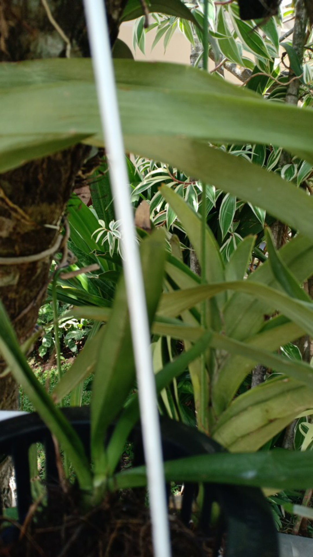 Sarcoglyphis Comberi