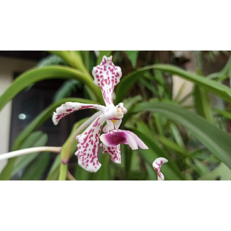 Anggrek Vanda Tricolor var suavis