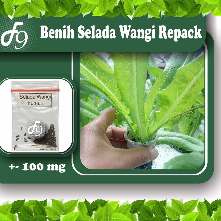 Benih Bibit Selada Wangi Murah Repack Seribuan