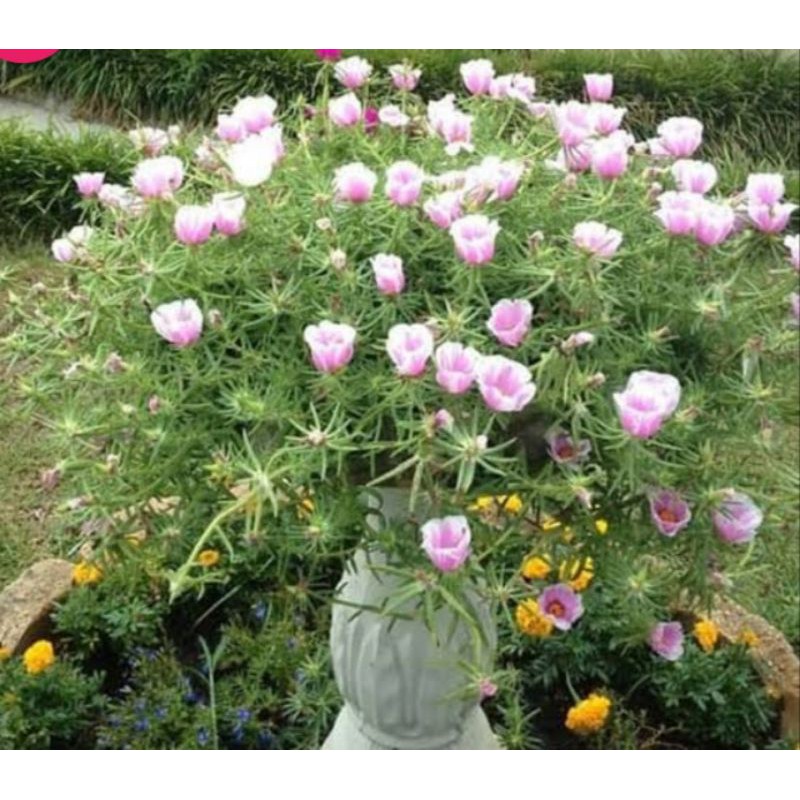 Tanaman hias sutra bombay krokot/SBYM