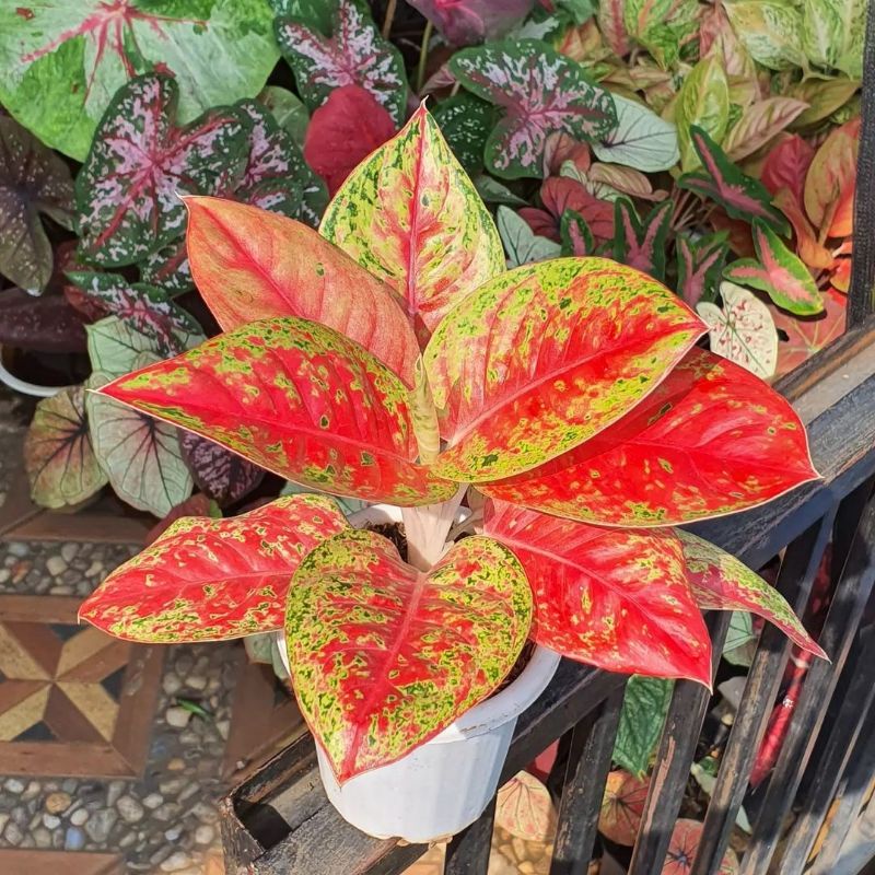 Aglonema Mahasety Tanaman Hias Aglaonema Mahasety tanian lokal
