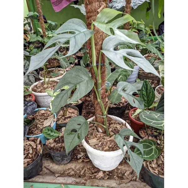 epipremnun pinatum cebu blue f1 / cebu blue f1