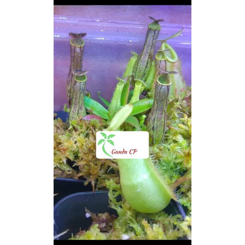 Nepenthes Hybrid Lowland