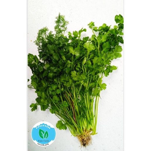 

Wansuy/Daun Ketumbar 100 gr Rain Farm Sayur Segar Bandung