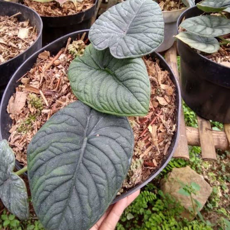 bibit ASLI  alocasia melo badak / kapuas hanya bonggol Gardenfarm