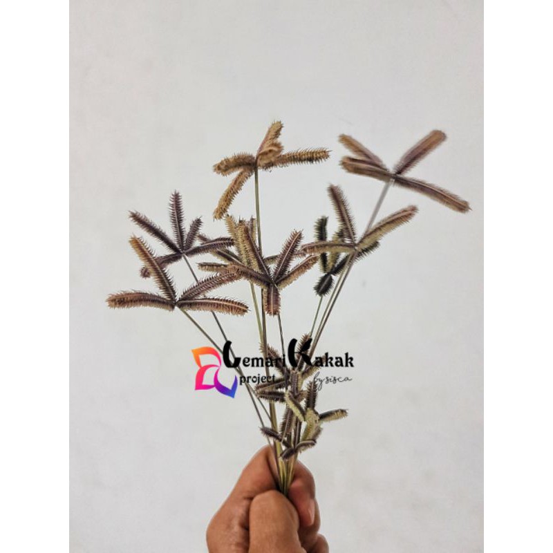 Bunga/Rumput Kering Bintang