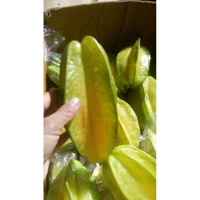 

Belimbing MADU Super 1 kg