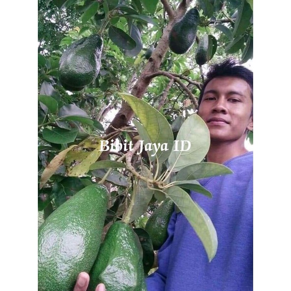Bibit Alpukat Jenis Pluwang Tinggi 1 Meter Up