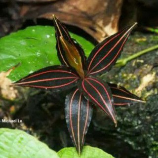 tanaman hias jewel orchid ludisia discollor