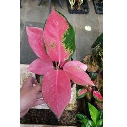 Aglonema Red Majesty