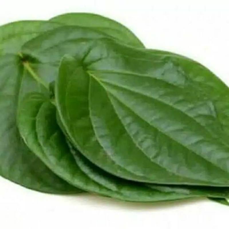 

daun sirih hijau segar langsung petik 1kg isi banyak