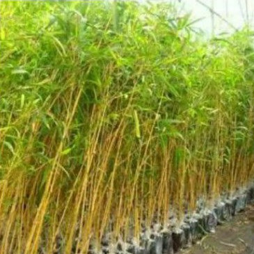 pohon bambu kuning mini tanaman hias indoor tinggi pohon 60_70cm