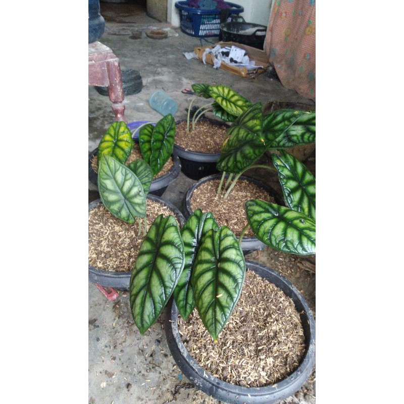 Alocasia Dragon baginda Scale
