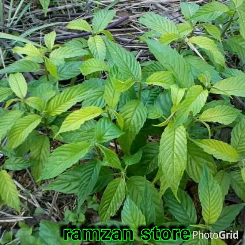 bibit pohon afrika/sobsis