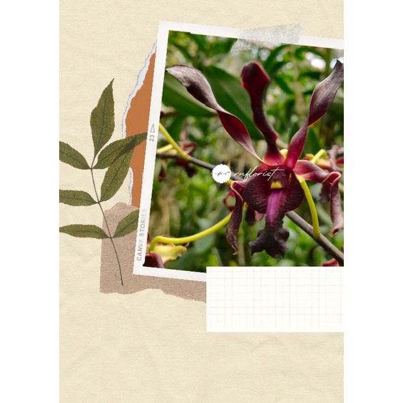 Anggrek Dendrobium Black Spider