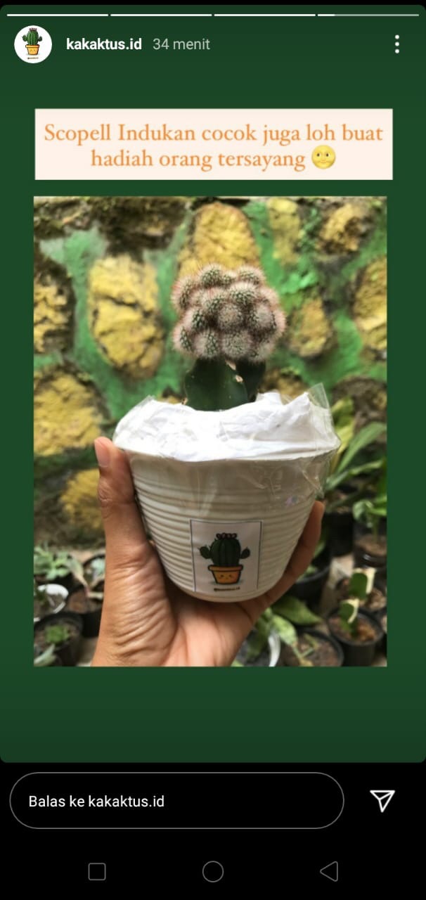 Pot Tawon 10cm Putih Pot Bunga Plastik Lusinan Murah Pot Bunga Murah Grosir Lusinan