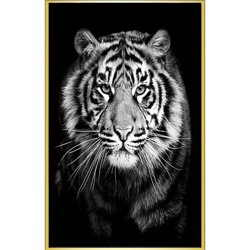 Poster Harimau Putih Uk 32 x 48 cm