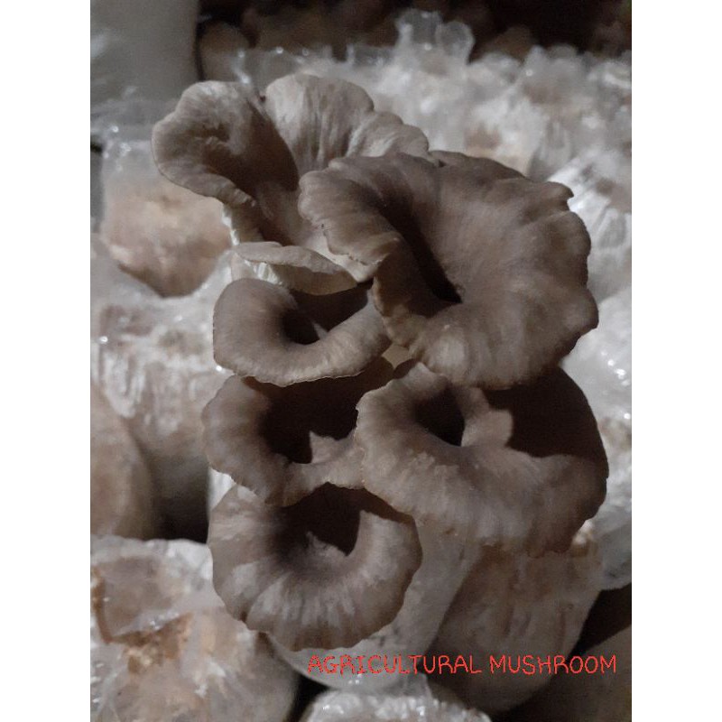 bibit jamur tiram coklat f2 termurah