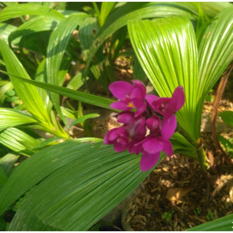 tanaman Anggrek tanah mini ungu/spathoglottis plicata