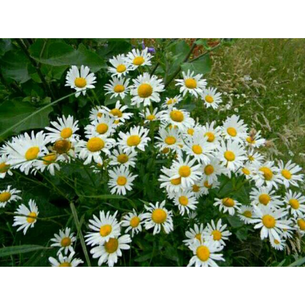 Bibit Benih Biji Bunga Ox Eye Daisy Beautiful White Flower-Biji Tanaman Bunga Ox Eye Daisy White-COD