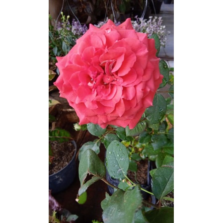 bunga mawar merah bunga asli