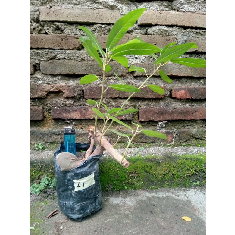 bonsai loa / bahan bonsai / bahan bonsai loa / pohon loa / bibit bonsai / bibit bonsai loa / Bonsai 