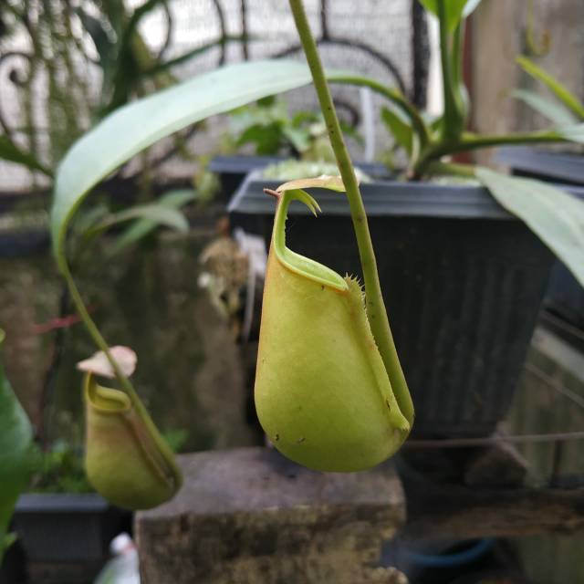 Nepenthes bicalcarata
