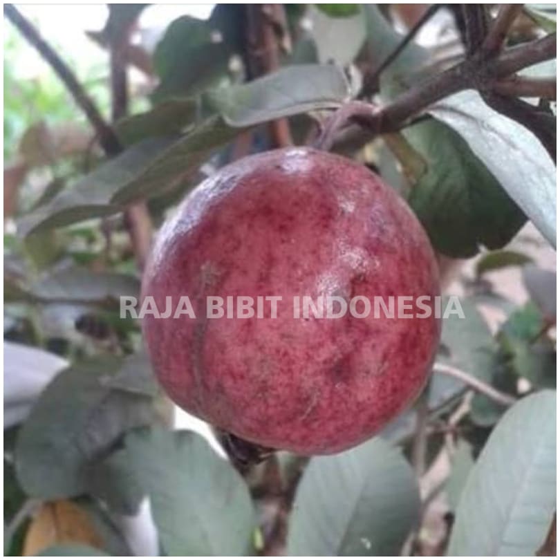 Bibit Tanaman Buah Jambu Biji Ungu/Australia