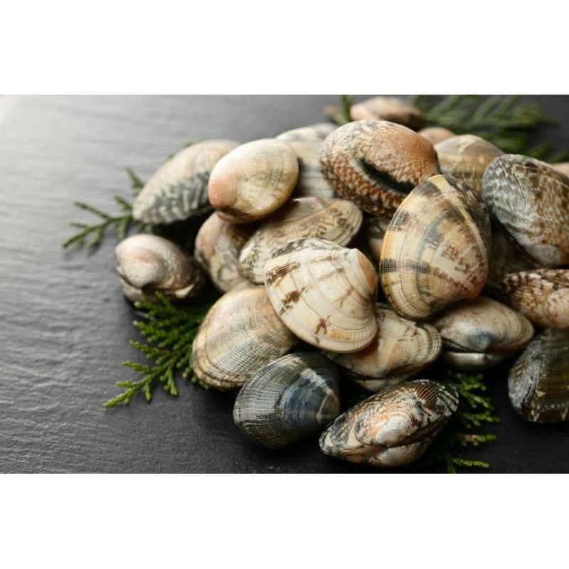

Kerang Tahu Hidup 1kg