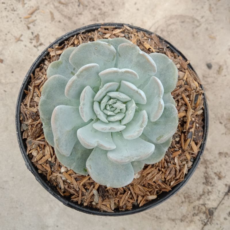KAKTUS SUKULEN ECHEVERIA LILACINA MINI