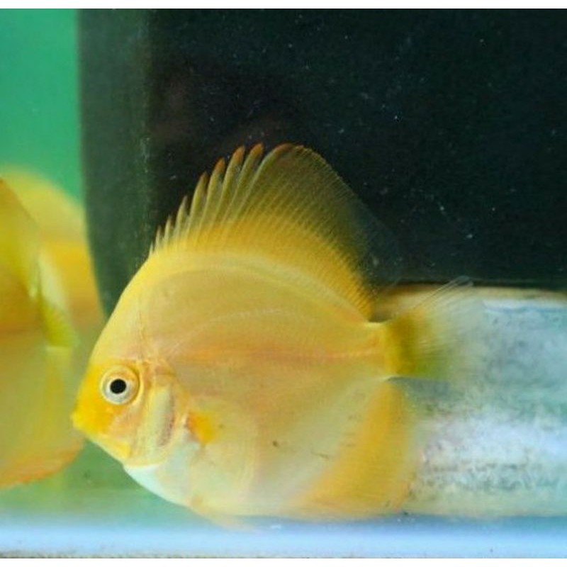 

ikan diskus Golden yellow