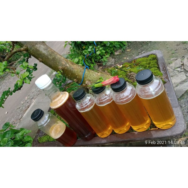 

MADU HUTAN/MADU NECTAR KAYU PUTIH ORI GARANSI