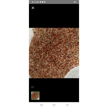 kulit milet pengganti dedak dan polar