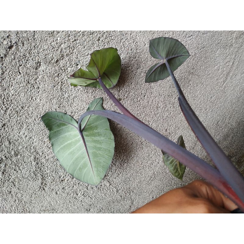 Xanthosoma Violaceum ukuran remaja