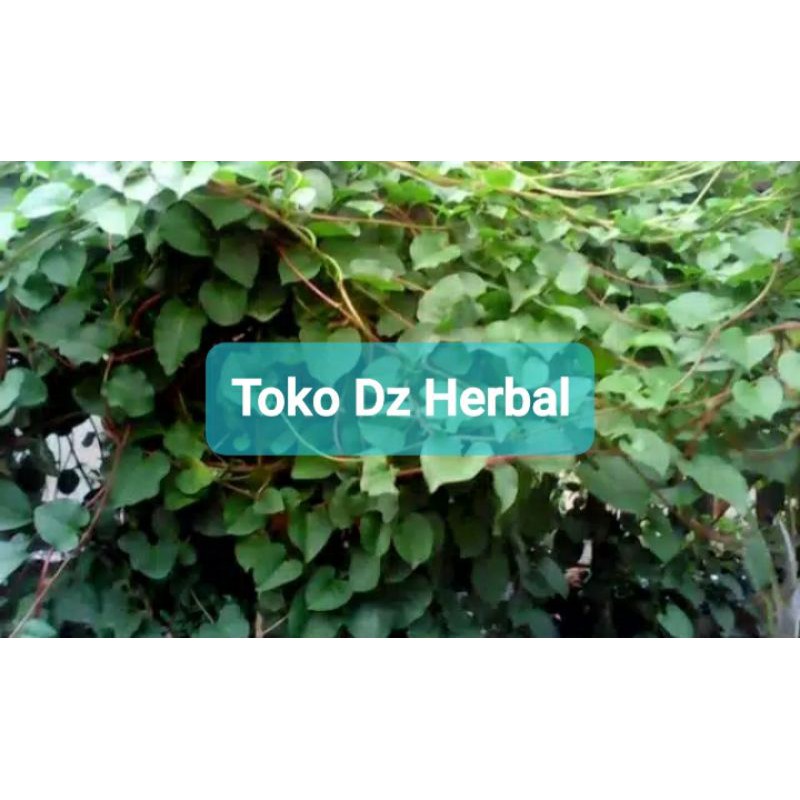 

Daun Binahong Segar 500 gram petik langsung-az