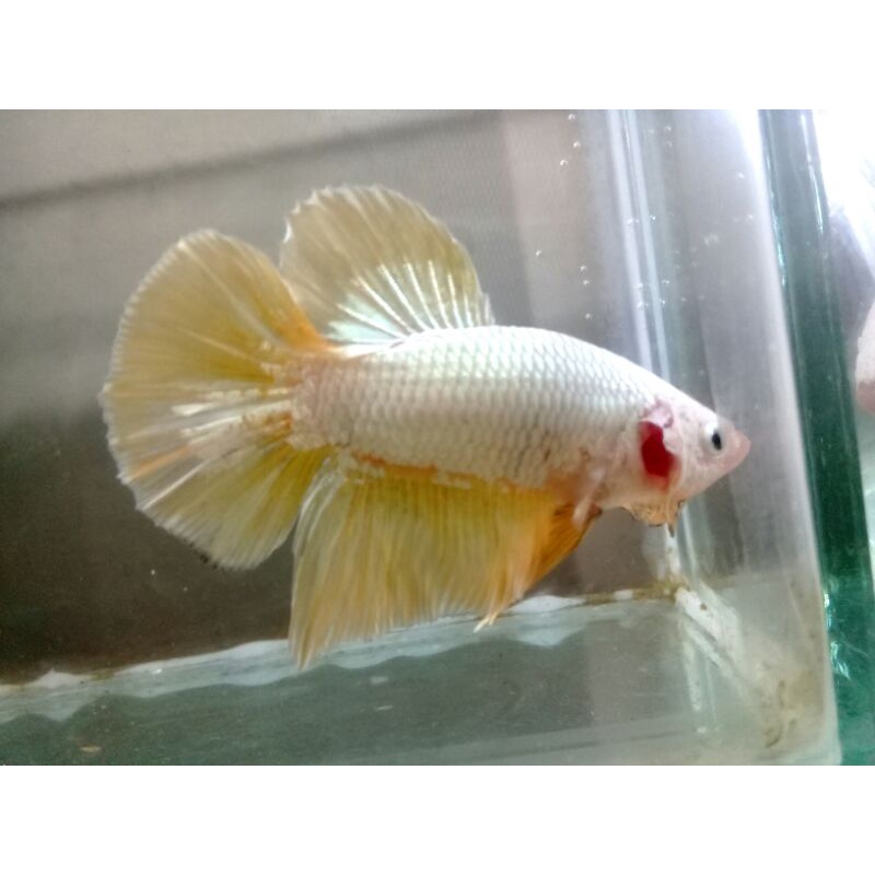 ikan cupang HMPK yellow dragon male (jantan)