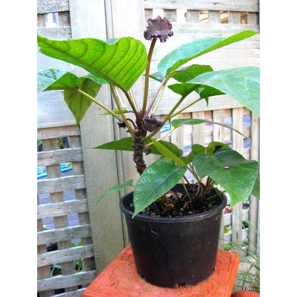 Tanaman Hias Dorstenia Elata ( Anthurium Konde )