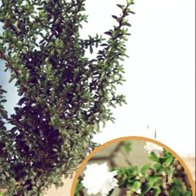 Tanaman Seribu Bintang