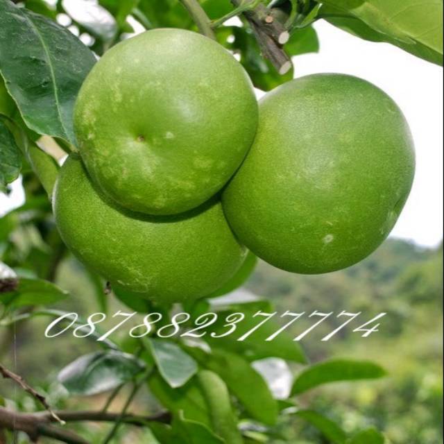 JERUK BALI MADU/PAMELO