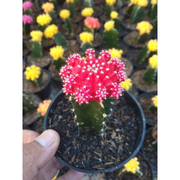 kaktus gymno import medium merah grafting