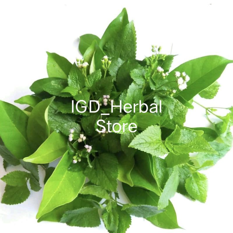 

Daun babadotan segar 1kg